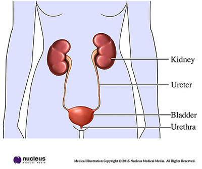 Gambar saluran kemih (foto: www.urologyhealth.org)