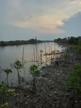 pemandangan sore hari di hutan mangrove