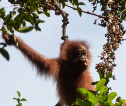 Anak Orangutan sedang memakan buah di gunung palung. Photo Kim Nouwen,GPOCP dan Yayasan Palung
