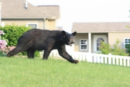 Beruang Hitam (Bryan Spickler - wtae.com)