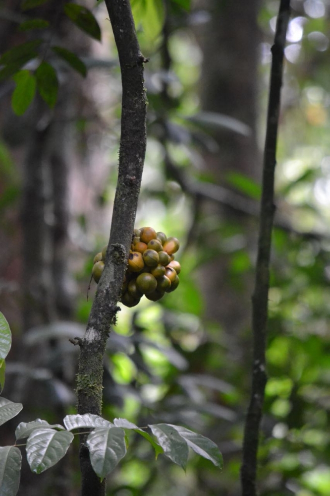 Mengupas Ragam Tipe Vegetasi Hutan dan Tumbuhan Endemik Mengupas Ragam Tipe Vegetasi Hutan dan Tumbuhan Endemik