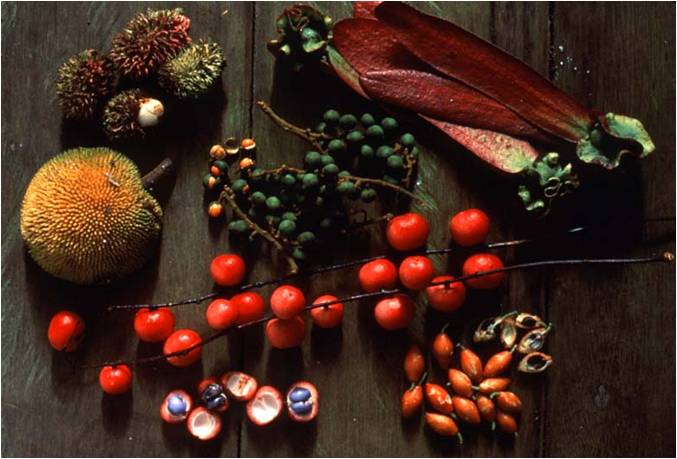 Buah-buahan hutan termasuk sumber makanan utama (pakan) orangutan. foto dok. Tim Laman dan Yayasan Palung