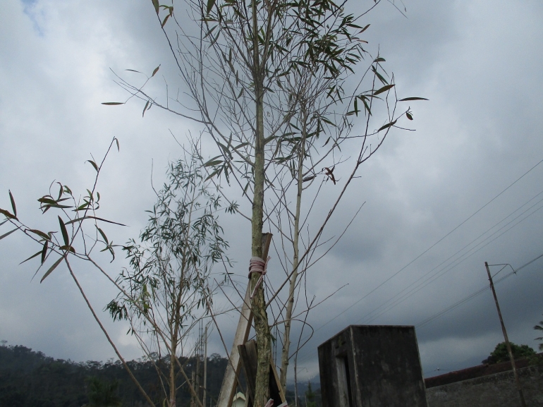 tanaman kayu putih