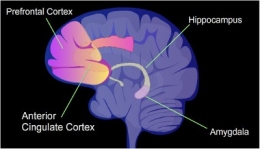www.neurosciencenews.com