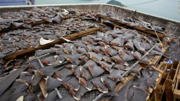 Hasil tangkapan nelayan di Tiongkok sebagai bahan baku membuat sup sirip hiu. Berapa banyak hiu yang mati dengan hasil tangkapan sebanyak ini? Sumber: cnn.com