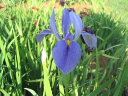 Bunga Iris yang berwarna ungu (sumber foto: dokpri)