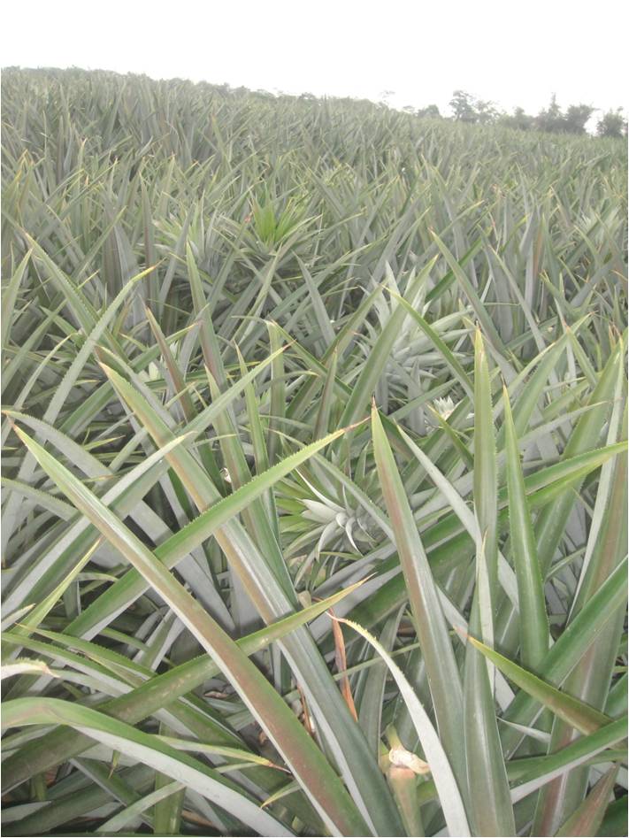 Kebun Nanas Selesai di Panen. Foto Dokpri