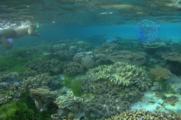 Keindahan bawah laut Pulau Marsegu