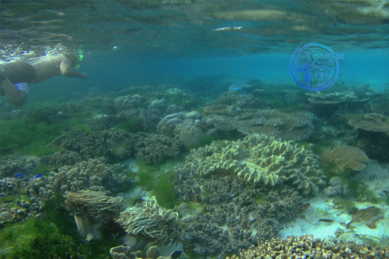 Keindahan bawah laut Pulau Marsegu