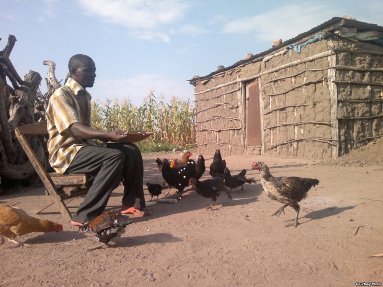Memelihara ayam di sekitar rumah di wilayah endemik malaria terbukti mengurangi penyebaran malaria. Photo: gdb.voanews.com