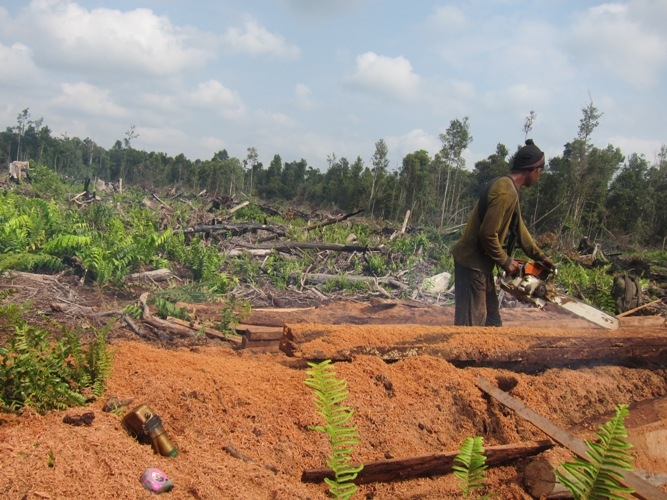 Penebangan liar menjadi salah satu ancaman orangutan terhimpit di habitat hidupnya. Foto Dok. Yayasan Palung