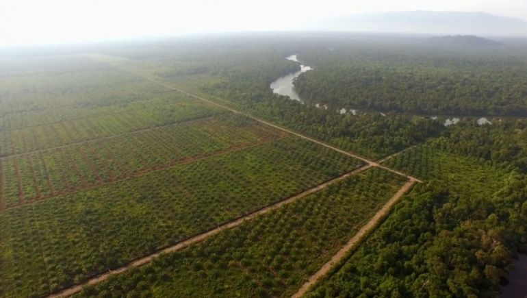 Perkebunan berskala besar menjadi salah satu terhimpitnya orangutan di habitat hidupnya. Foto 2, capture dari film Mission Critical Orangutan on The Edge. Foto Dok. NatGeo dan Tim Laman