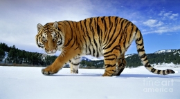 Harimau Siberia (sumber: bonerjea.org)
