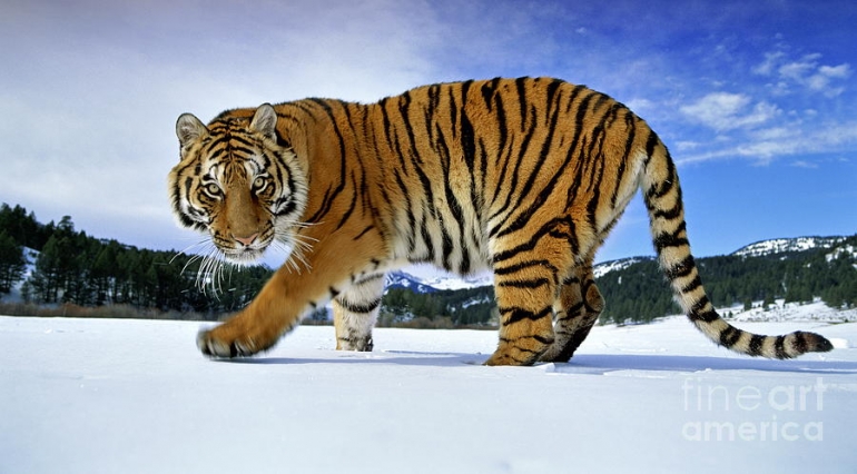 Harimau Siberia (sumber: bonerjea.org)
