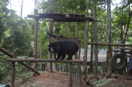 Beruang gemuk | Foto-foto: koleksi pribadi