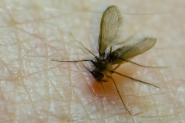Protozoa parasit leishmania disebarkan oleh betina lalat jenis sand fly. Photo: John Spaull