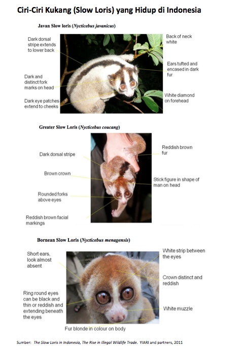 The slow Loris Indonesia, the rise Illegal Wildlife Trade. Sumber Foto dok. YIARI and Partners, 2011