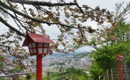 Pohon bunga sakura di depan Chureito pagoda (dokumentasi pribadi)