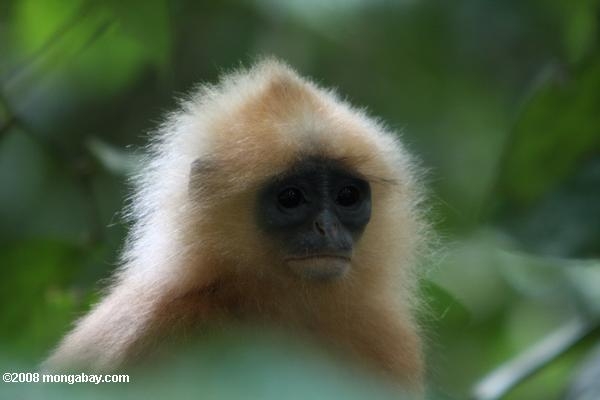 Presbytis rubicunda (kelasi/lutung merah) in borneo. Foto dok. mongabay