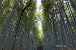 Bamboo Grooves at Arashiyama (dokumentasi pribadi)