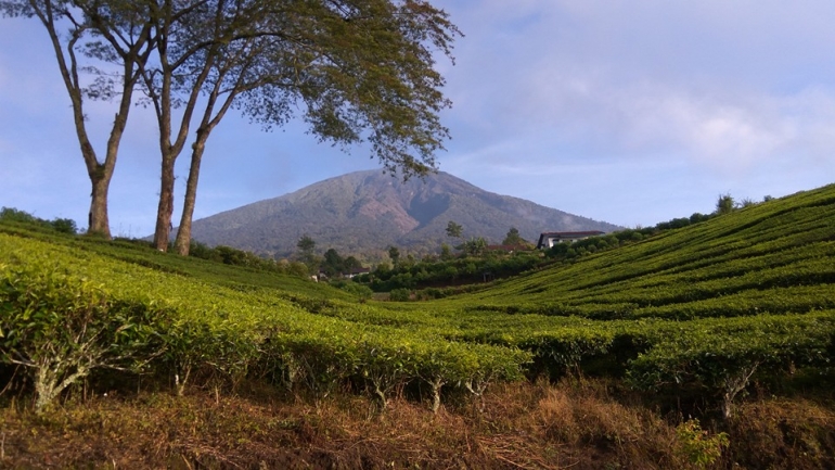Gunung Dempo dilihat dari kebun teh PTPN 7 (docpri)