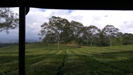 Pemandangan kebuh teh PTPN 7 yang permai dilihat dari dalam 