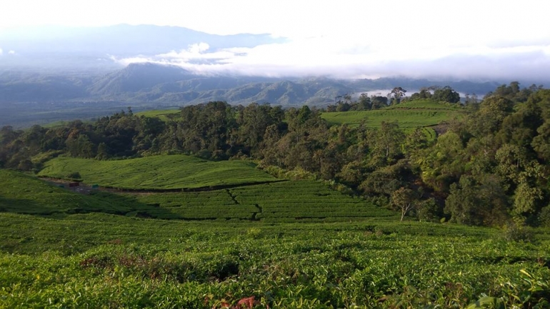 Pemandangan kebun teh di trek dari titik awal pendakian menuju Pintu Rimba (docpri)