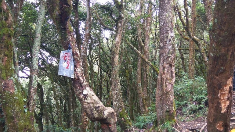 Pemandangan hutan pohon panjang umur (cantigi) di Shelter 2 (docpri)