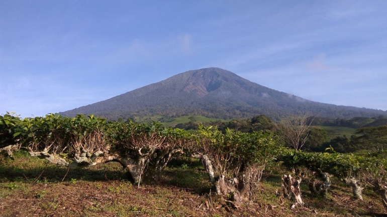 Sisi gunung Dempo dilihat dari kebun teh PTPN 7 (docpri)
