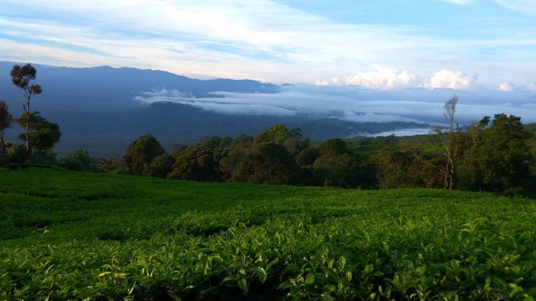 Pemandangan pagi kebun teh PTPN 7 di Kampung IV (docpri)