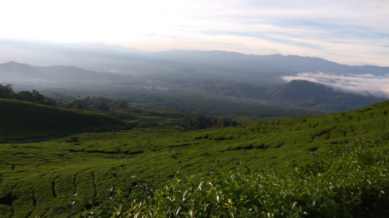 Pemandangan dilihat dari trek menuju titik awal pendakian: kebun teh berundak-undak dan pinggiran Pagaralam di kejauhan (docpri)