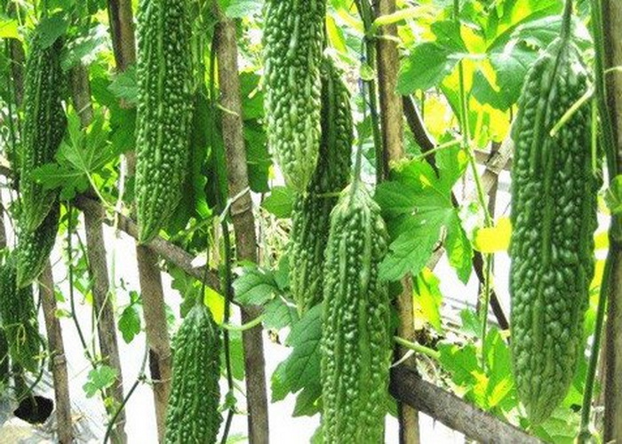 Ada Sifat Antifertilitas pada Buah Pare  Halaman all  Ada Sifat Antifertilitas pada Buah Pare  Halaman all