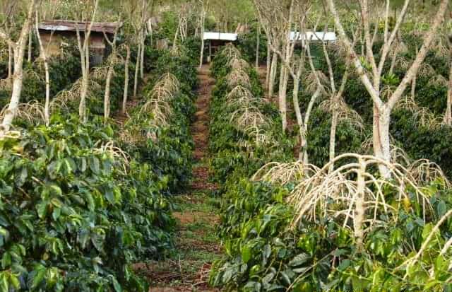 Zaini Antar Kopi Gayo Juara 2 di Festival Kopi Nusantara Zaini Antar Kopi Gayo Juara 2 di Festival Kopi Nusantara