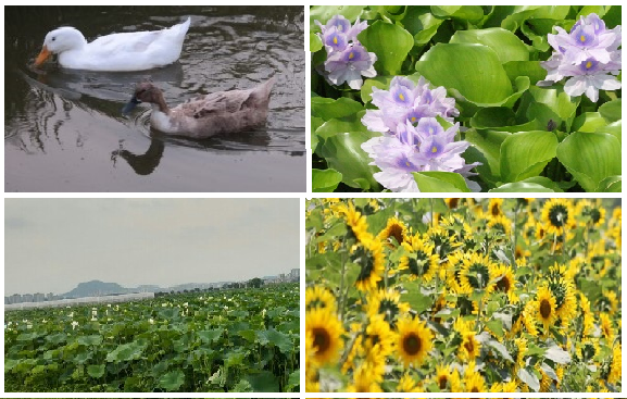 Menikmati Bunga Misterius dan Eksotik dari Semua Bunga Menikmati Bunga Misterius dan Eksotik dari Semua Bunga