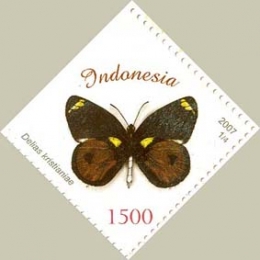 Sumber Gambar: www.papua-insects.nl