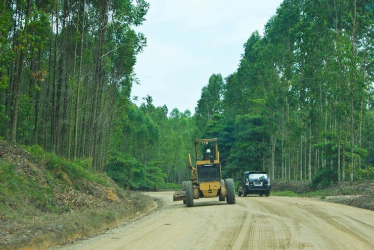 Jalan menuju Cagar Biosfer Giam Siak Kecil-Bukit Batu. Di sekelilingnya berupa hutan produksi/tanaman industri (dok. pri).