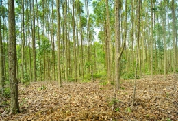 Area penyangga Cagar Biosfer Giam Siak Kecil-Bukit Batu.
