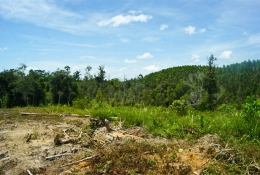 Salah satu bentuk bentang alam Cagar Biosfer Giam Siak Kecil-Bukit Batu di dekat habitat Gajah sumatera (dok. pri).