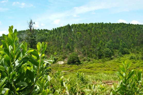 Cagar Biosfer Giam Siak Kecil-Bukit Batu dengan ekosistem hutan rawa gambut (dok. pri).