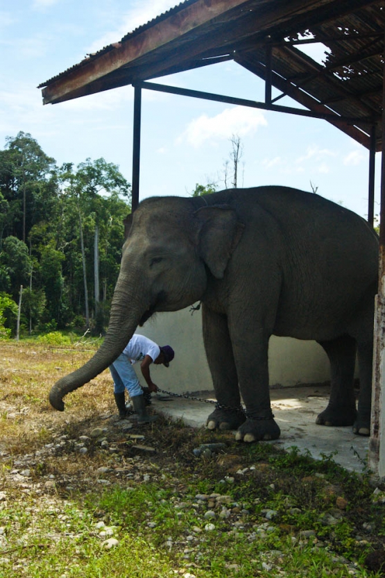 Gajah sumatera bernama Ivo Duanti di Cagar Biosfer Giam Siak Kecil-Bukit Batu (dok. pri).