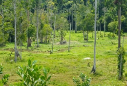 Habitat gajah di Cagar Biosfer Giam Siak Kecil-Bukit Batu, Riau. Dari kejauhan terlihat seekor gajah sumatera (dok. pri).