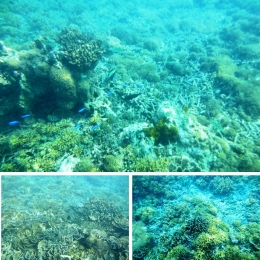 Terumbu karang (koleksi pribadi)
