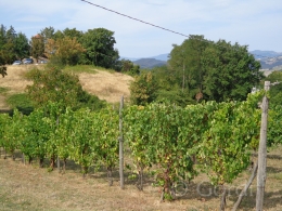 Kebun anggur untuk anggur buah