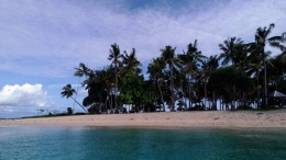 Gugusan Pohon Kelapa di Pulau Buaya (Dokpri)