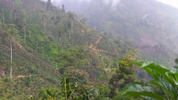 Jalan berliku naik turun bukit melewati perkebunan kopi yang seolah tiada habisnya (docpri)