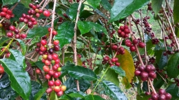Contoh kopi arabika di Dusun Karangan. Buahnya kecil-kecil. (Docpri)