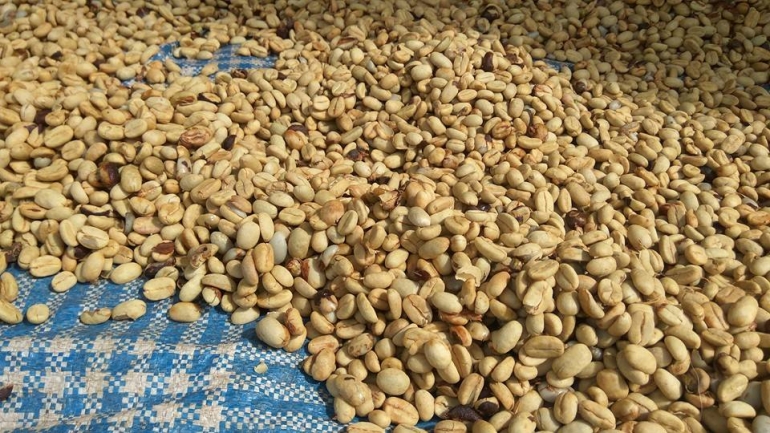 Biji kopi dengan kulit ari hampir kering dan siap jual dengan harga Rp.13.000/liter di Dusun Karangan (docpri)