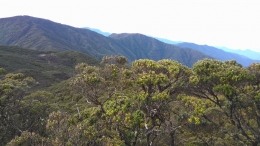 View puncak Nene Mori pegunungan Latimojong dilihat dari trek menuju puncak Rantemario (docpri)