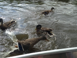Bebek-bebek liar berenang bebas di sela-sela boat, tak ada tangan-tangan usil yang mengganggu. (Foto dok. Suryadi)