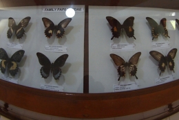 Koleksi di museum kupu-kupu (Foto pribadi)